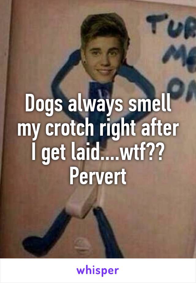 Dogs always smell my crotch right after I get laid....wtf?? Pervert
