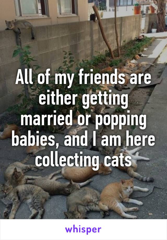 All of my friends are either getting married or popping babies, and I am here collecting cats
