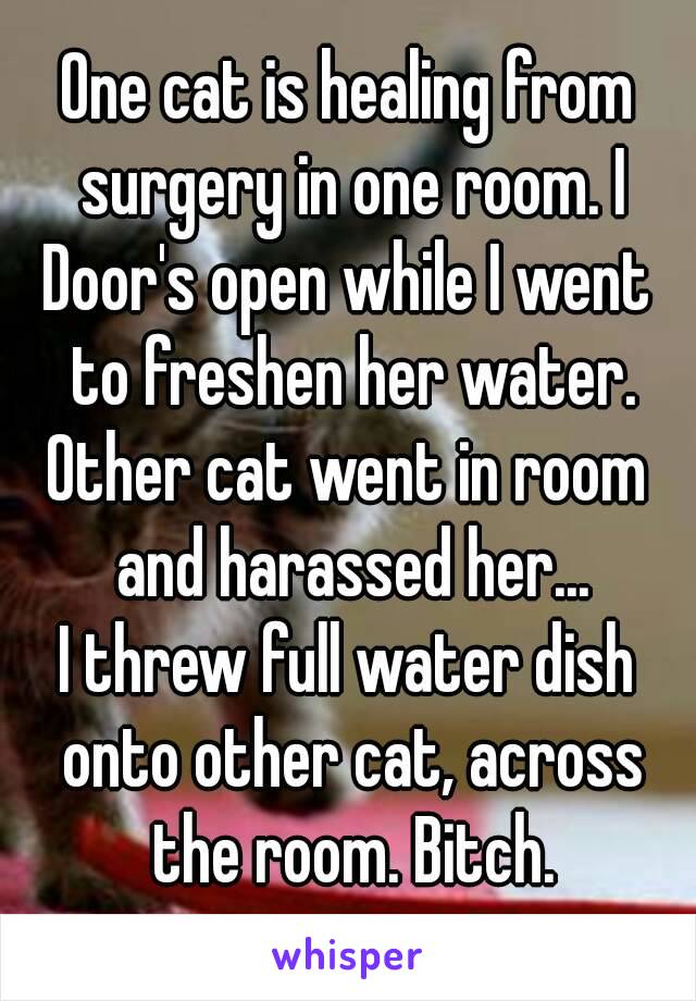 One cat is healing from surgery in one room. I
Door's open while I went to freshen her water.
Other cat went in room and harassed her...
I threw full water dish onto other cat, across the room. Bitch.