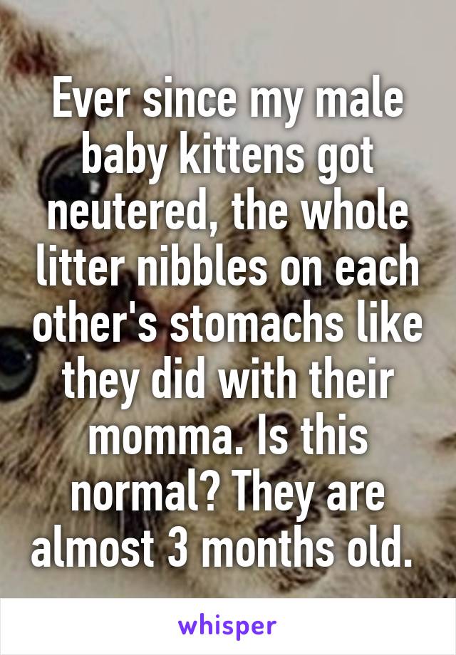 Ever since my male baby kittens got neutered, the whole litter nibbles on each other's stomachs like they did with their momma. Is this normal? They are almost 3 months old. 