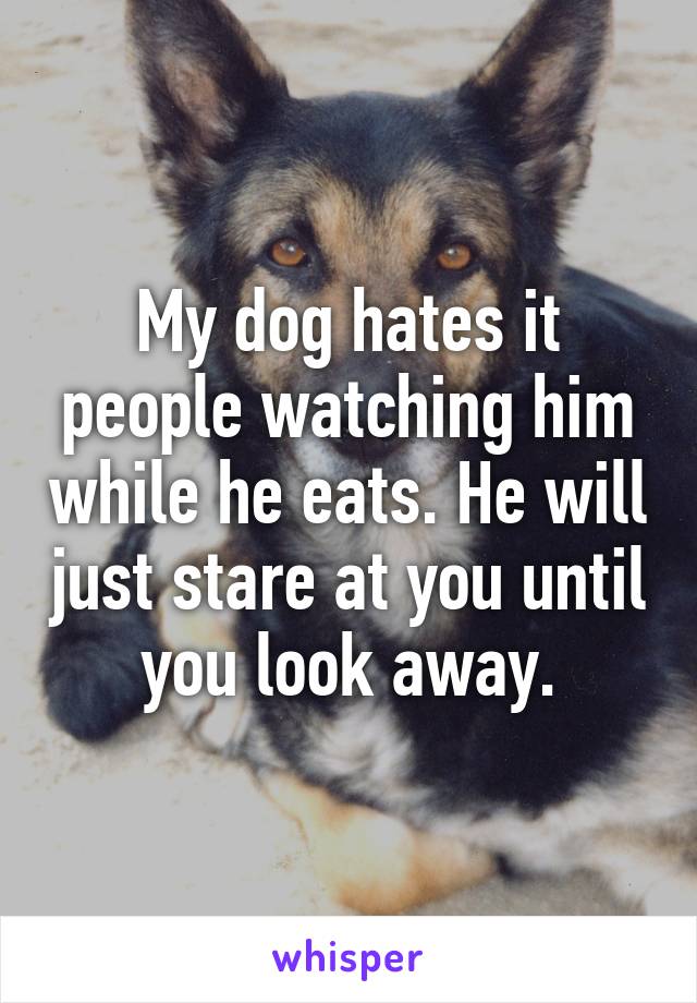 My dog hates it people watching him while he eats. He will just stare at you until you look away.