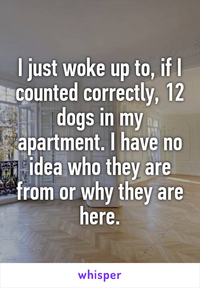 I just woke up to, if I counted correctly, 12 dogs in my apartment. I have no idea who they are from or why they are here.