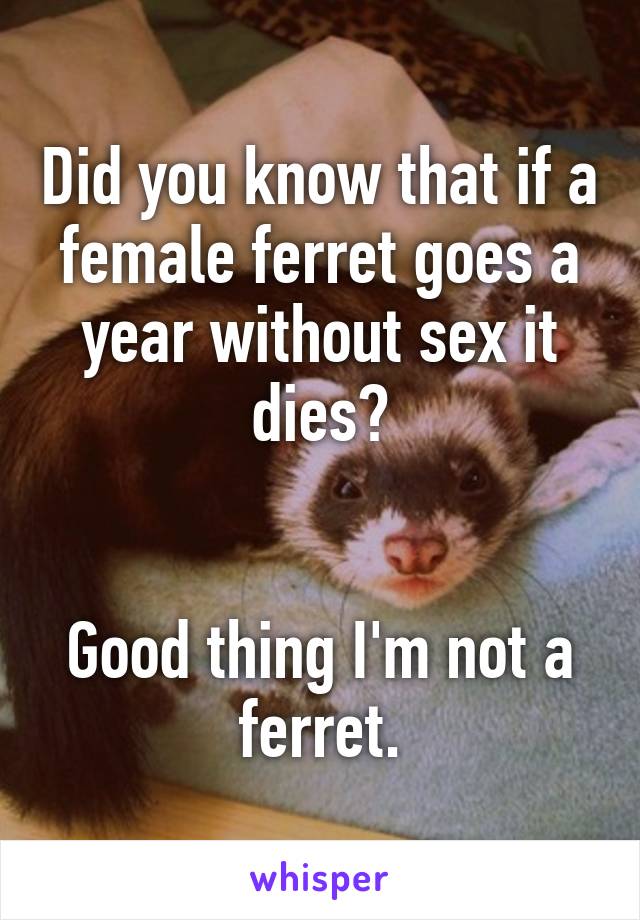Did you know that if a female ferret goes a year without sex it dies?


Good thing I'm not a ferret.