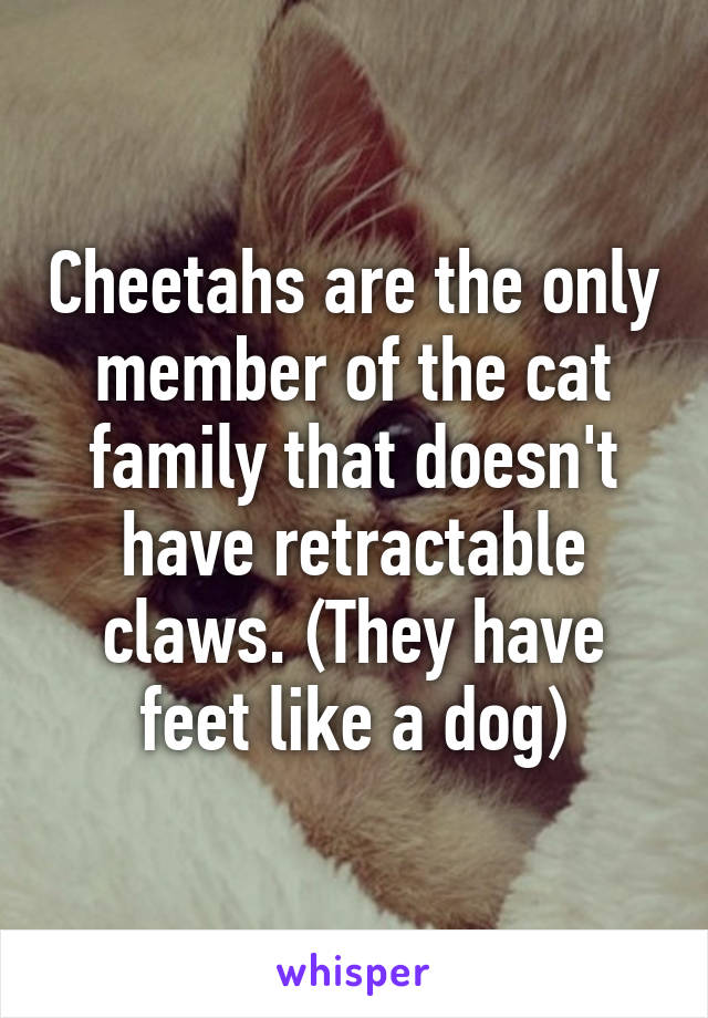Cheetahs are the only member of the cat family that doesn't have retractable claws. (They have feet like a dog)