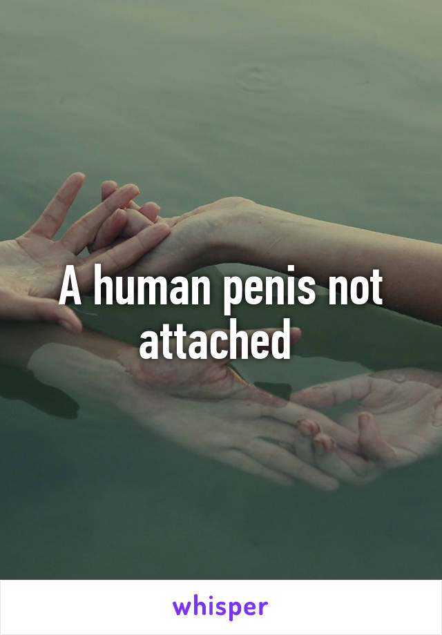 A human penis not attached 