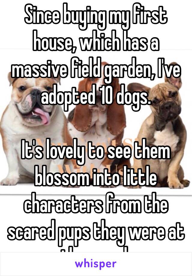 Since buying my first house, which has a massive field garden, I've adopted 10 dogs.
 
It's lovely to see them blossom into little characters from the scared pups they were at the pound.