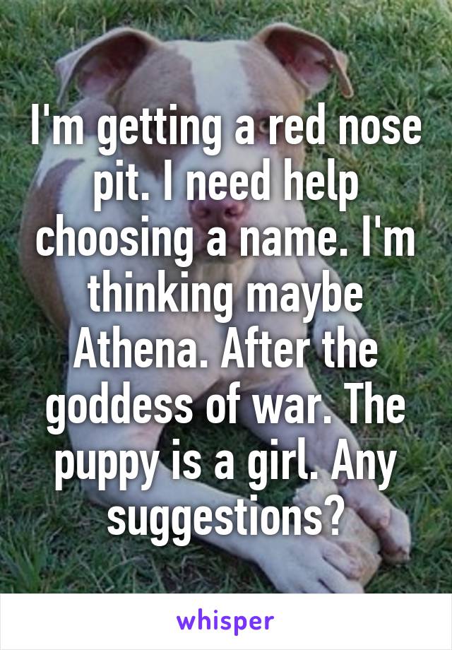 I'm getting a red nose pit. I need help choosing a name. I'm thinking maybe Athena. After the goddess of war. The puppy is a girl. Any suggestions?