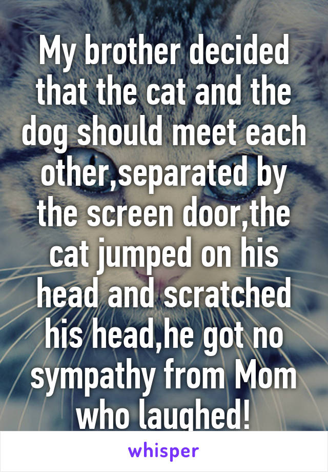 My brother decided that the cat and the dog should meet each other,separated by the screen door,the cat jumped on his head and scratched his head,he got no sympathy from Mom who laughed!