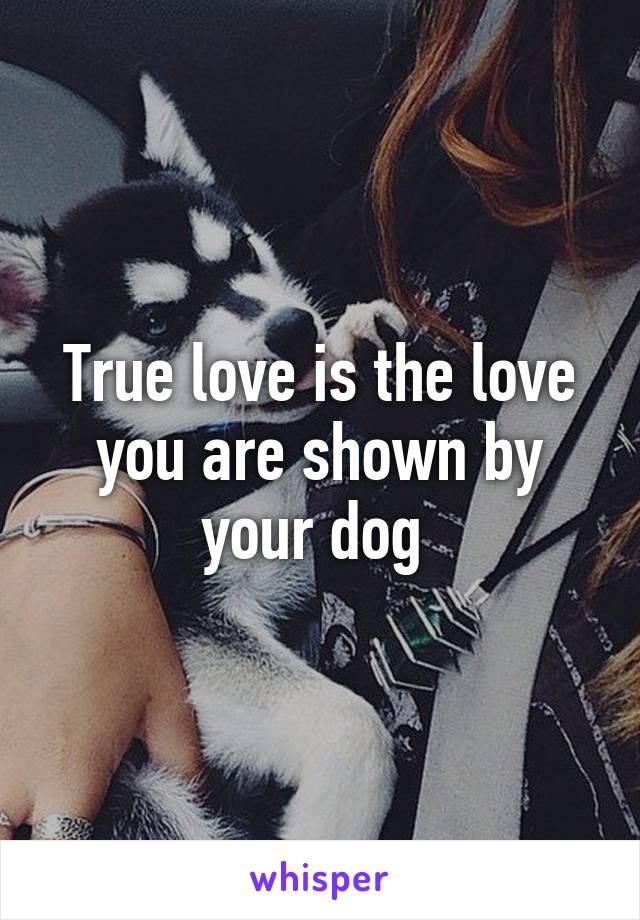 True love is the love you are shown by your dog 