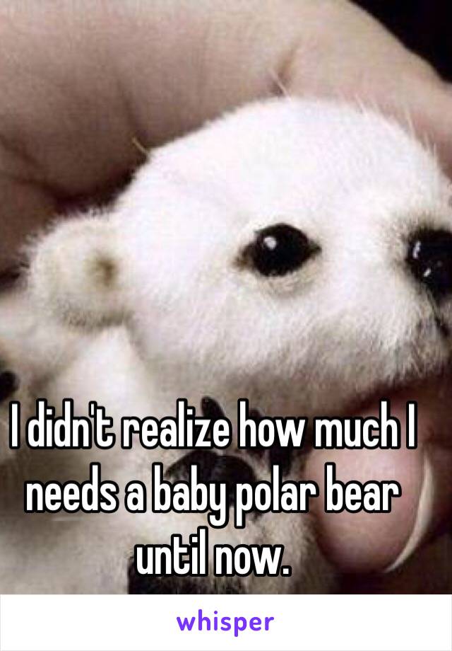 I didn't realize how much I needs a baby polar bear until now. 