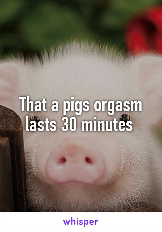 That a pigs orgasm lasts 30 minutes 