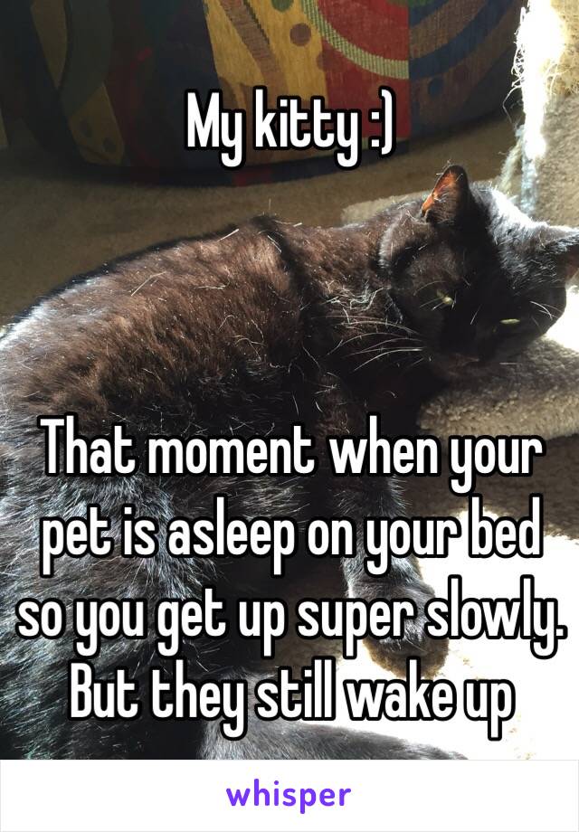 
My kitty :)



That moment when your pet is asleep on your bed so you get up super slowly. But they still wake up anyways