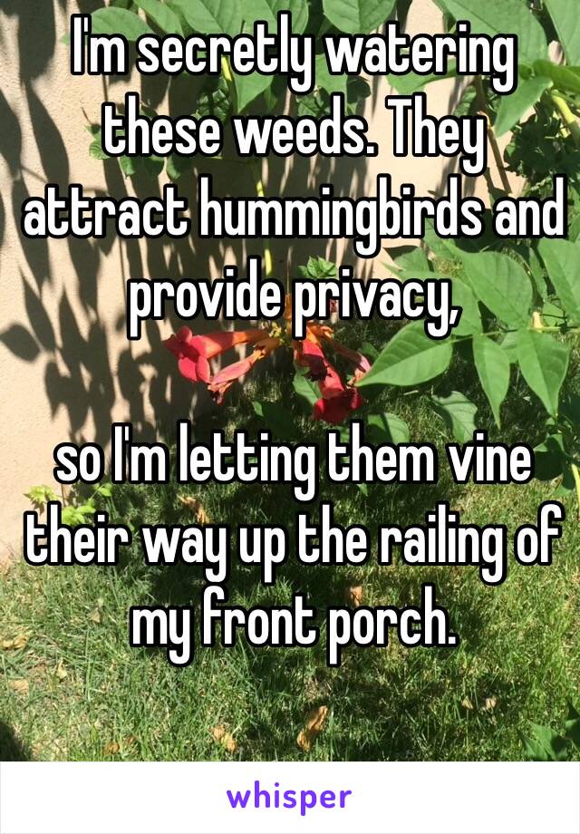 I'm secretly watering these weeds. They attract hummingbirds and provide privacy, 

so I'm letting them vine their way up the railing of my front porch.