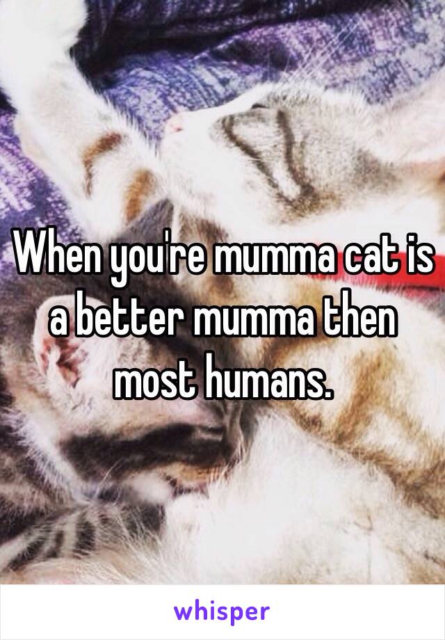 When you're mumma cat is a better mumma then most humans. 