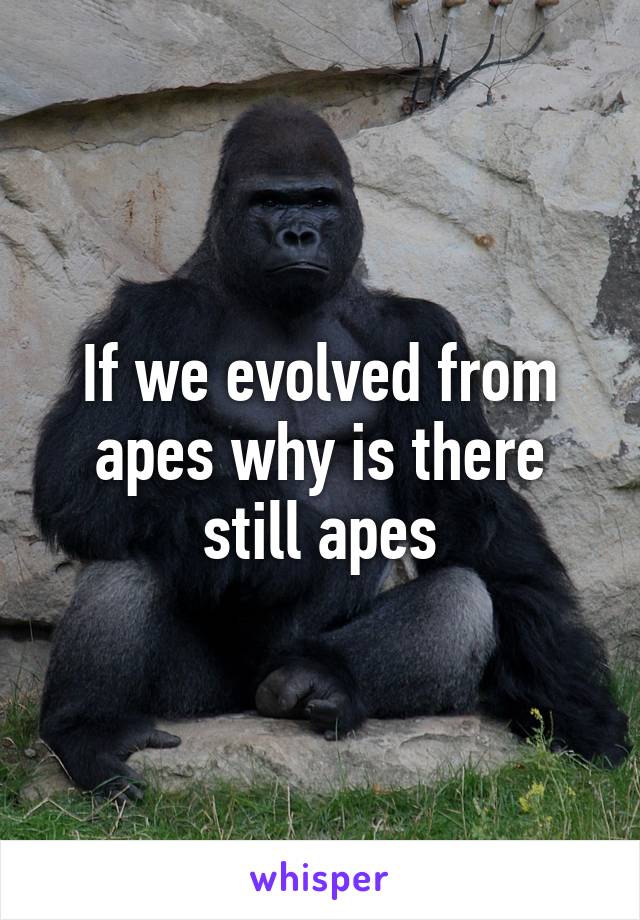 If we evolved from apes why is there still apes