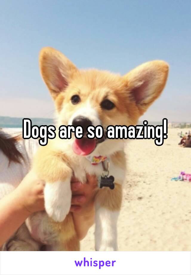 Dogs are so amazing!