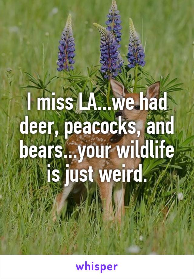 I miss LA...we had deer, peacocks, and bears...your wildlife is just weird.