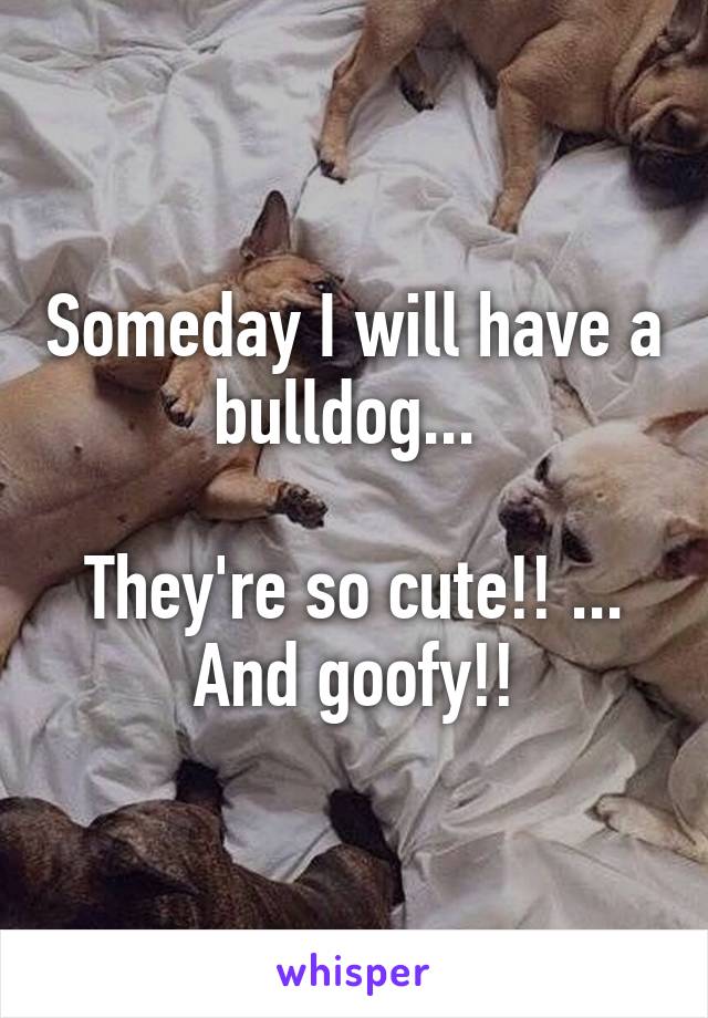 Someday I will have a bulldog... 

They're so cute!! ... And goofy!!