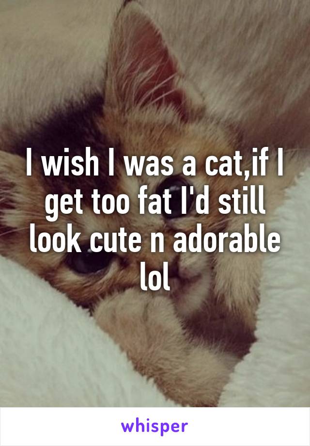 I wish I was a cat,if I get too fat I'd still look cute n adorable lol