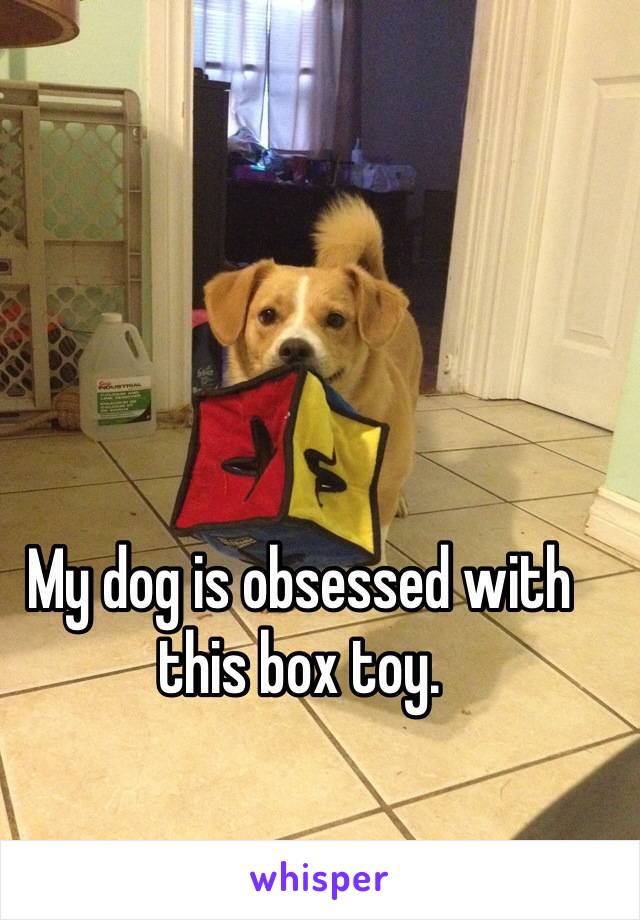 My dog is obsessed with this box toy. 