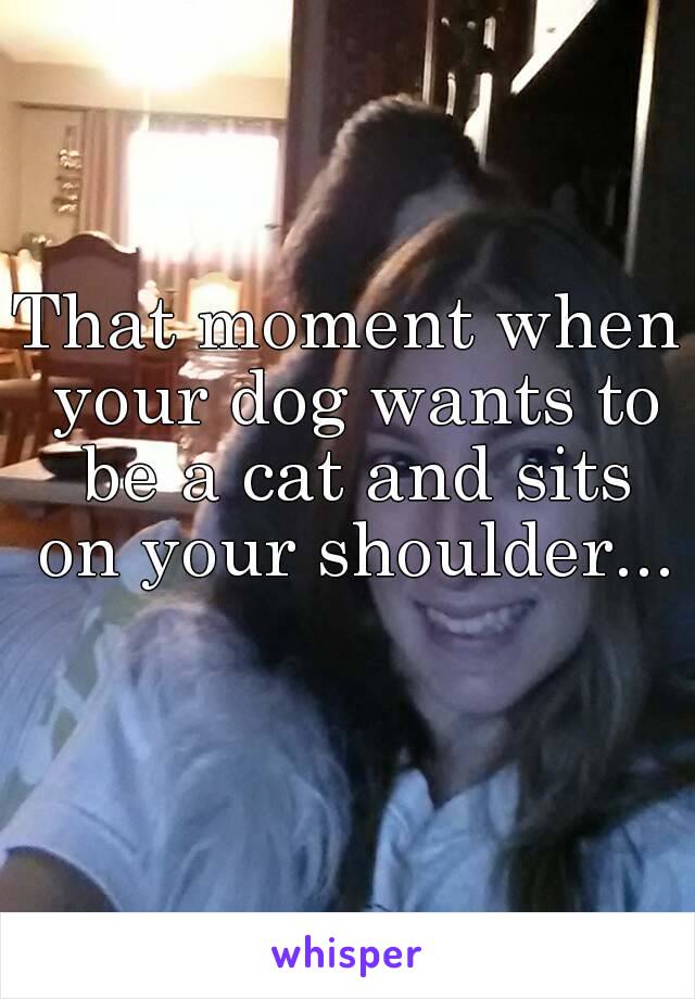 That moment when your dog wants to be a cat and sits on your shoulder... 