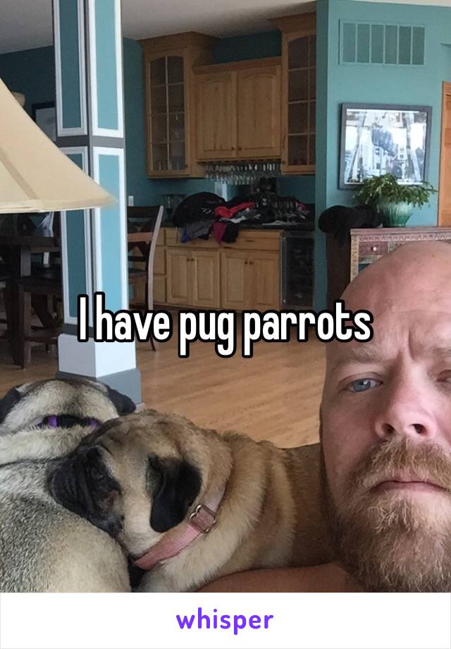 I have pug parrots 