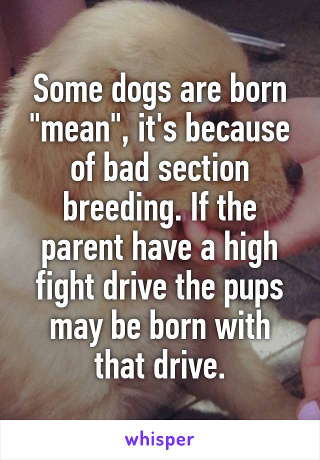 Some dogs are born "mean", it's because of bad section breeding. If the parent have a high fight drive the pups may be born with that drive.