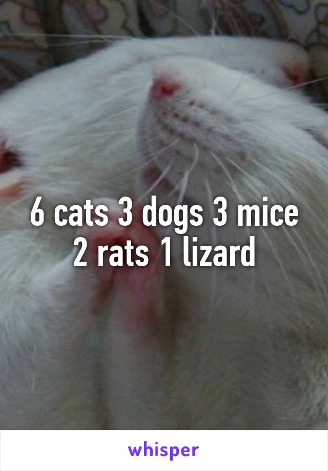 6 cats 3 dogs 3 mice 2 rats 1 lizard