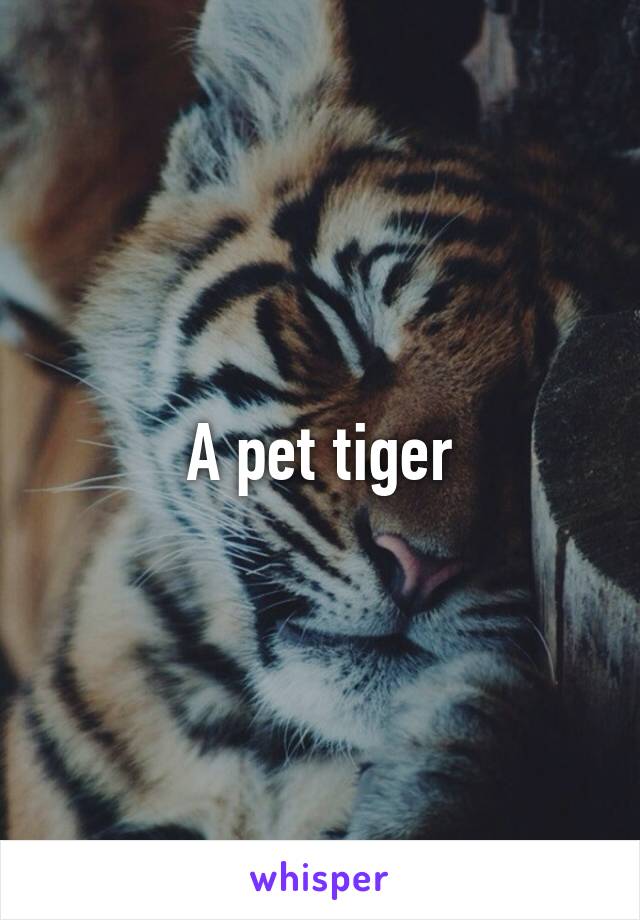 A pet tiger