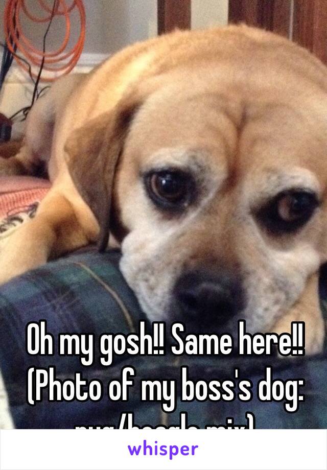 Oh my gosh!! Same here!! (Photo of my boss's dog: pug/beagle mix)