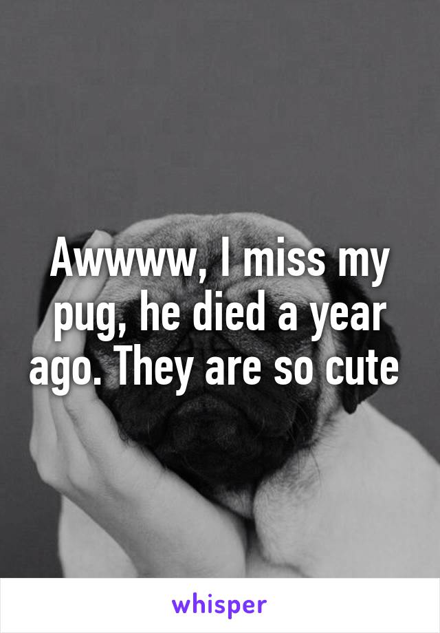 Awwww, I miss my pug, he died a year ago. They are so cute 