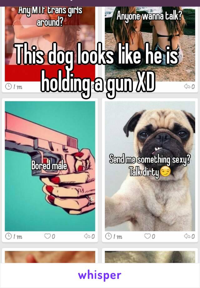 This dog looks like he is holding a gun XD