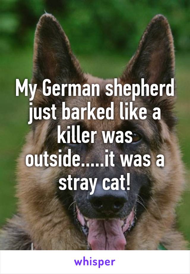 My German shepherd just barked like a killer was outside.....it was a stray cat!