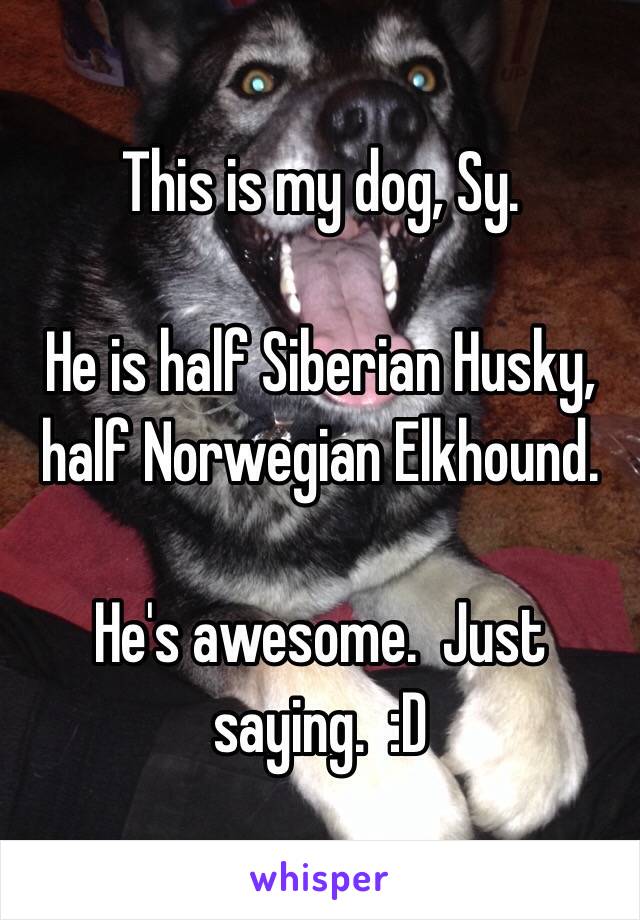 This is my dog, Sy.

He is half Siberian Husky, half Norwegian Elkhound.

He's awesome.  Just saying.  :D