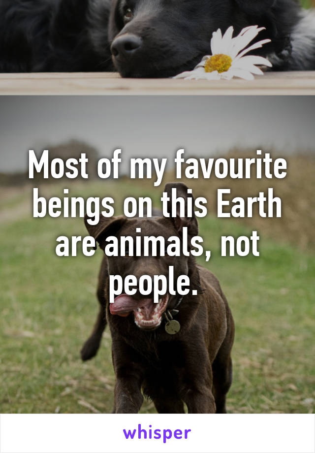 Most of my favourite beings on this Earth are animals, not people. 