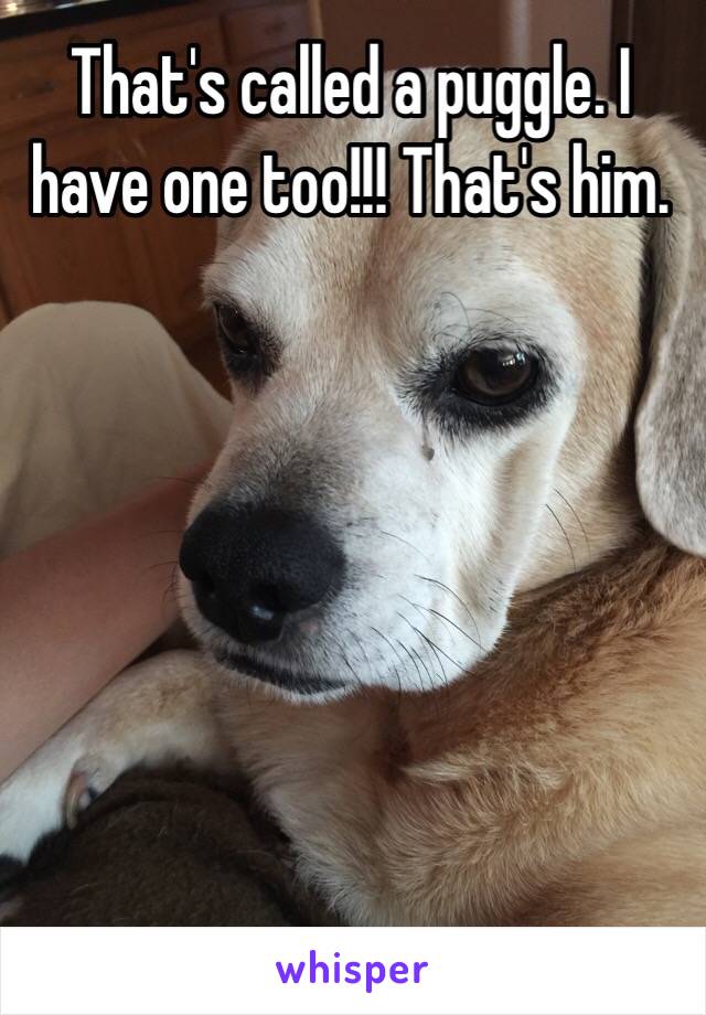 That's called a puggle. I have one too!!! That's him.