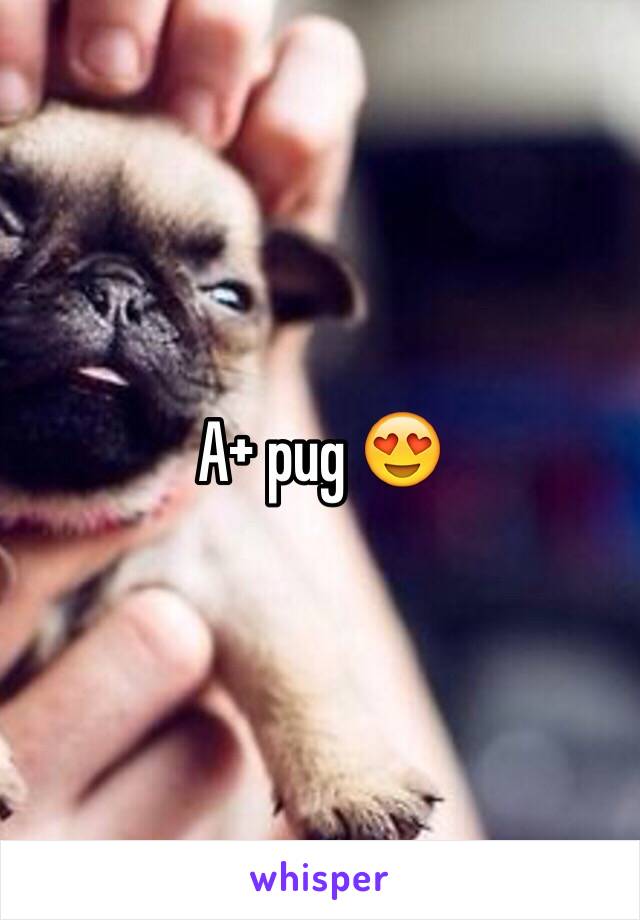 A+ pug 😍