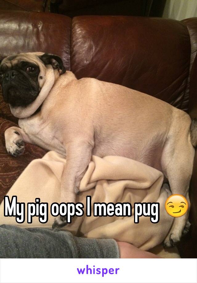 My pig oops I mean pug 😏