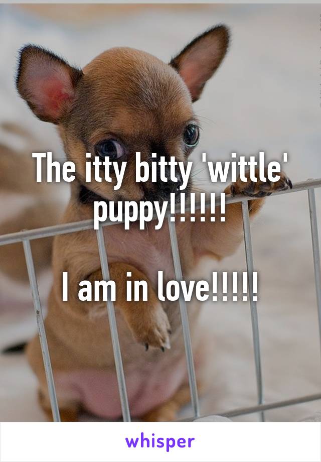 The itty bitty 'wittle' puppy!!!!!!

I am in love!!!!!