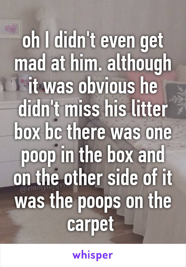 oh I didn't even get mad at him. although it was obvious he didn't miss his litter box bc there was one poop in the box and on the other side of it was the poops on the carpet 