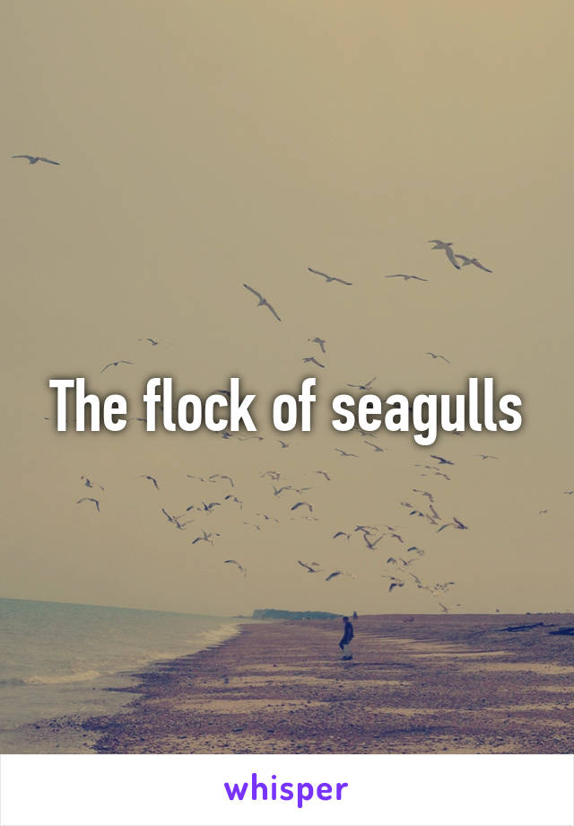 The flock of seagulls