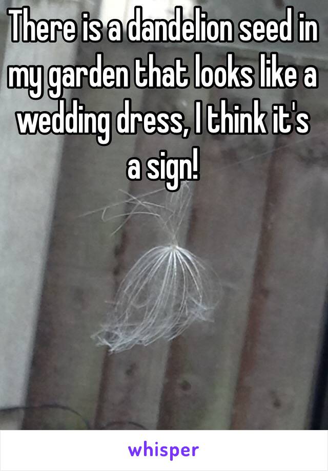 There is a dandelion seed in my garden that looks like a wedding dress, I think it's a sign!