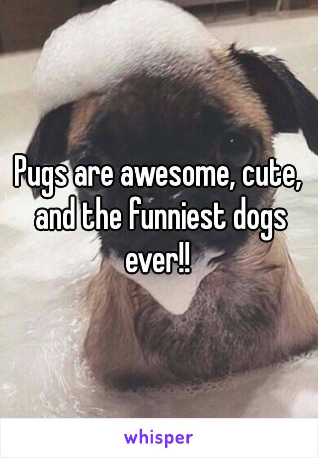 Pugs are awesome, cute, and the funniest dogs ever!! 