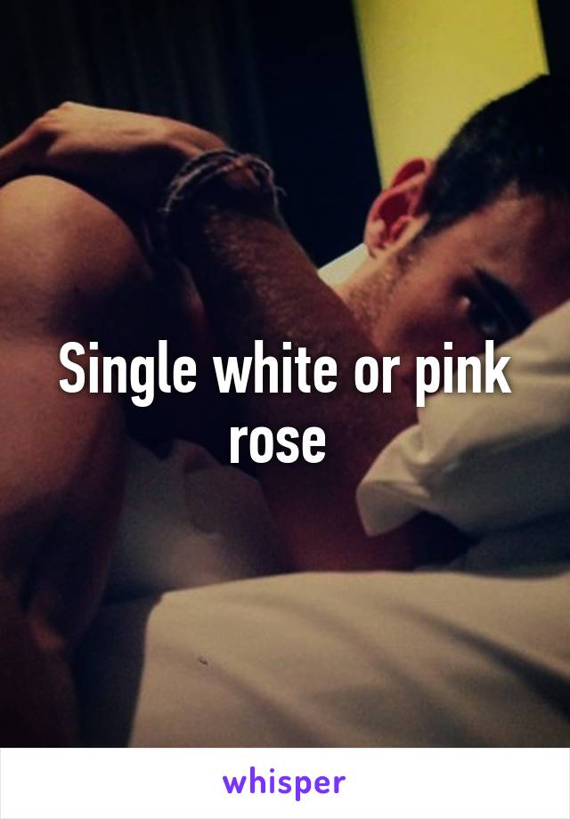 Single white or pink rose 