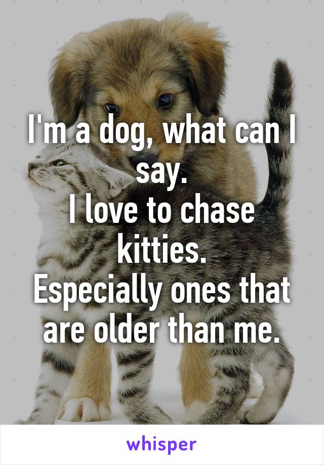 I'm a dog, what can I say.
I love to chase kitties.
Especially ones that are older than me.