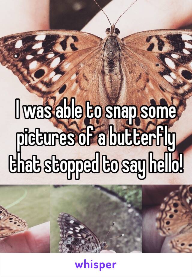 I was able to snap some pictures of a butterfly that stopped to say hello!