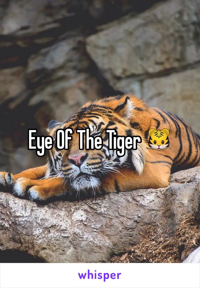 Eye Of The Tiger 🐯