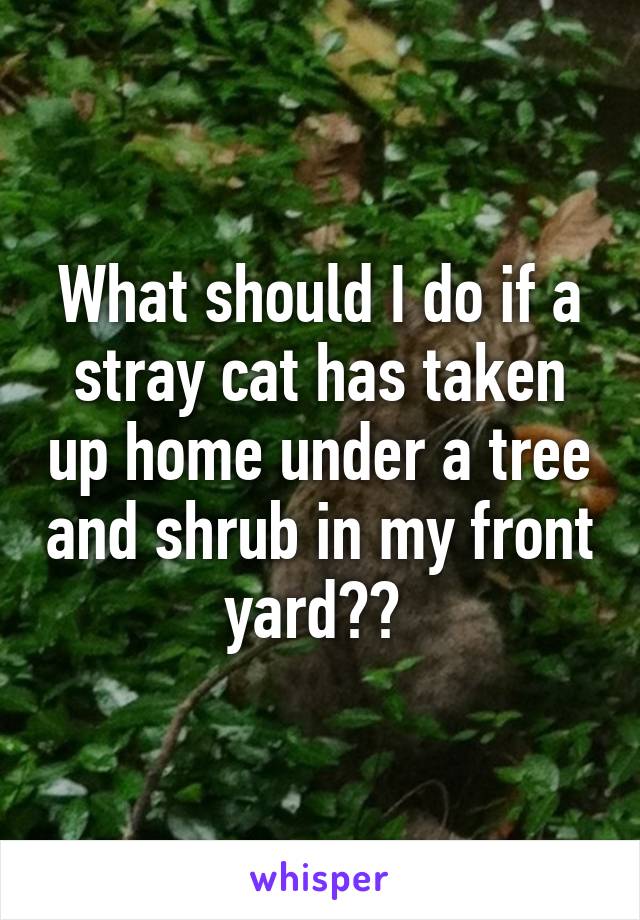 What should I do if a stray cat has taken up home under a tree and shrub in my front yard?? 