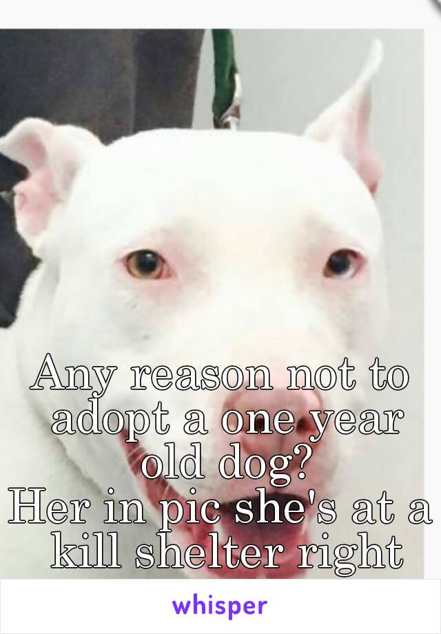 Any reason not to adopt a one year old dog?
Her in pic she's at a kill shelter right now