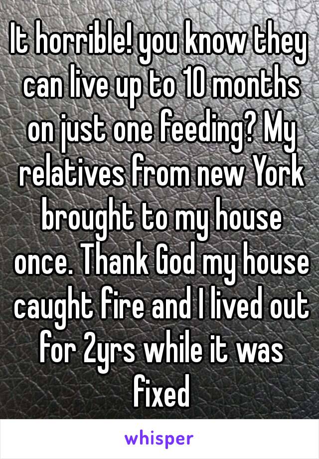 It horrible! you know they can live up to 10 months on just one feeding? My relatives from new York brought to my house once. Thank God my house caught fire and I lived out for 2yrs while it was fixed